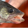 Idaho Encourages "Catch and Cook" Walleye Fishing