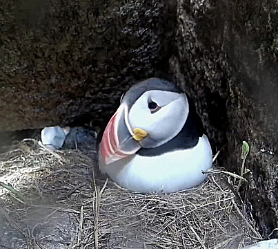 View The Atlantic Puffin Live Cams Birding Wire View The Atlantic Puffin Live Cams Birding Wire