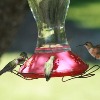 22nd Annual High Country Hummingbird Festival Set for July 26