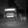 C&rsquo;Mere Deer Launches Live Deer Cam Stream for 2025 Season
