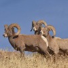 Bighorn sheep translocations reduce collision risk, strengthen wild populations