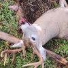 <p>FWP Investigating White-Tailed Buck Shot and Left in Condon</p>
